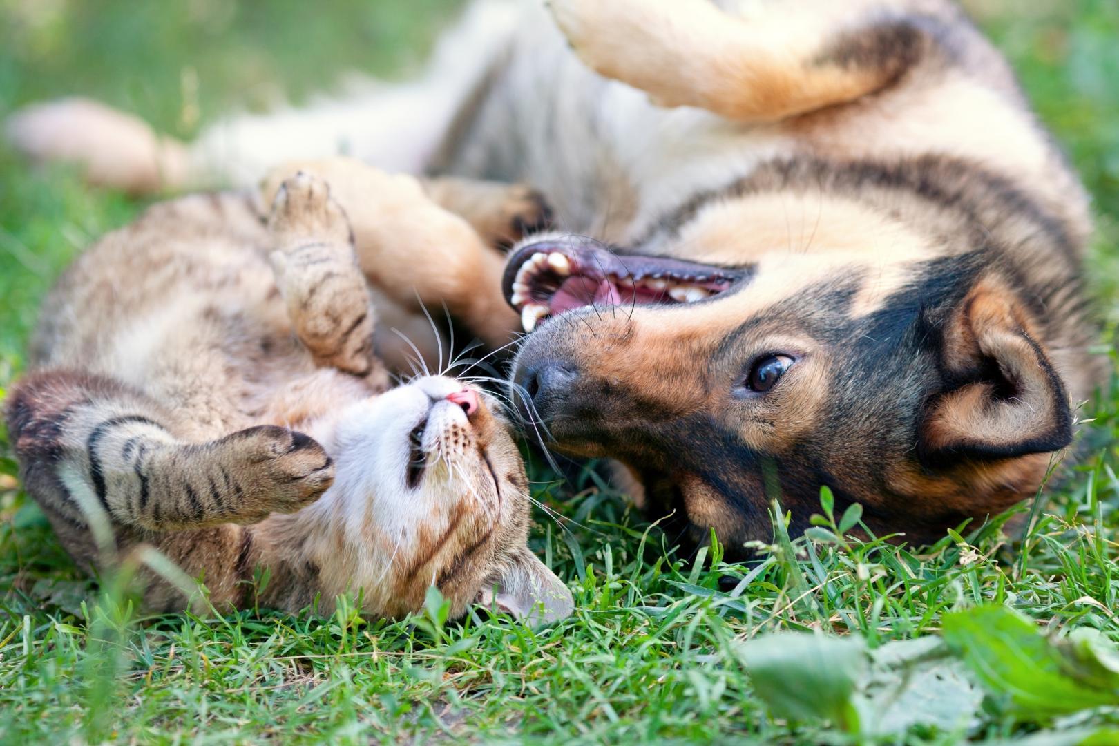 Pension pour animaux Dompierre-sur-Mer